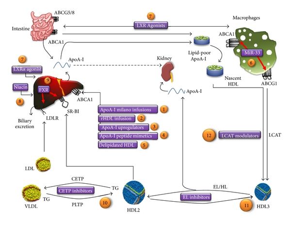 colc hdl atic-diagram-of-HDL-metabolic-pathways-and-current-drugs-under-development-Numbers